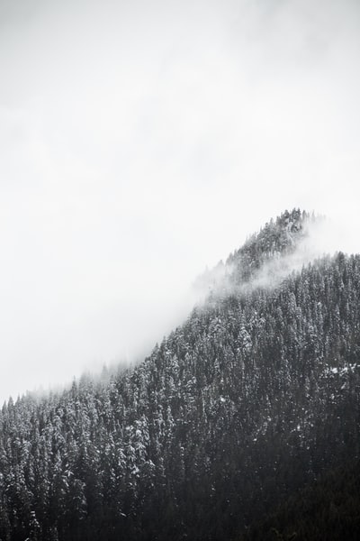 森林覆盖着雪
